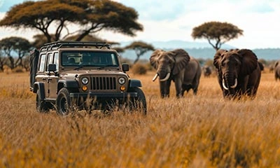 Wildlife Safari